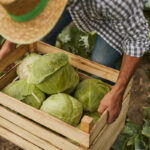 anonymous-farmer-carrying-box-of-cabbage-EG7YAFE.jpg
