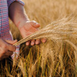 close-up-of-an-adult-mans-hands-in-a-barley-field-4DT2MM8.jpg