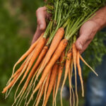 crop-gardener-showing-carrots-to-camera-8Q9EJMK.jpg